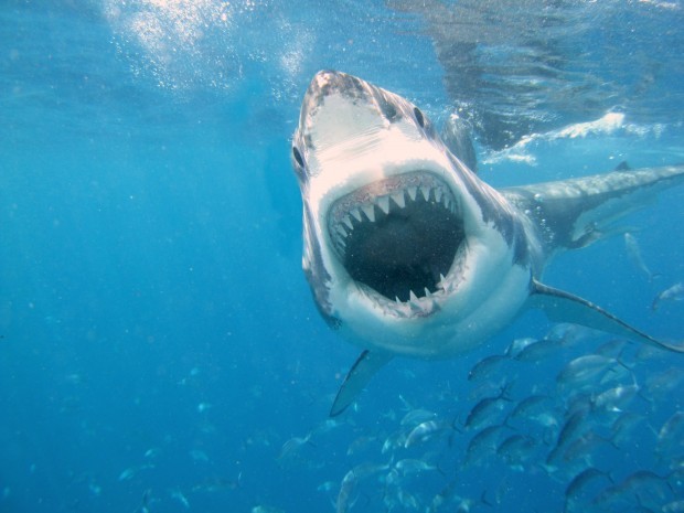 Tangential Jaws